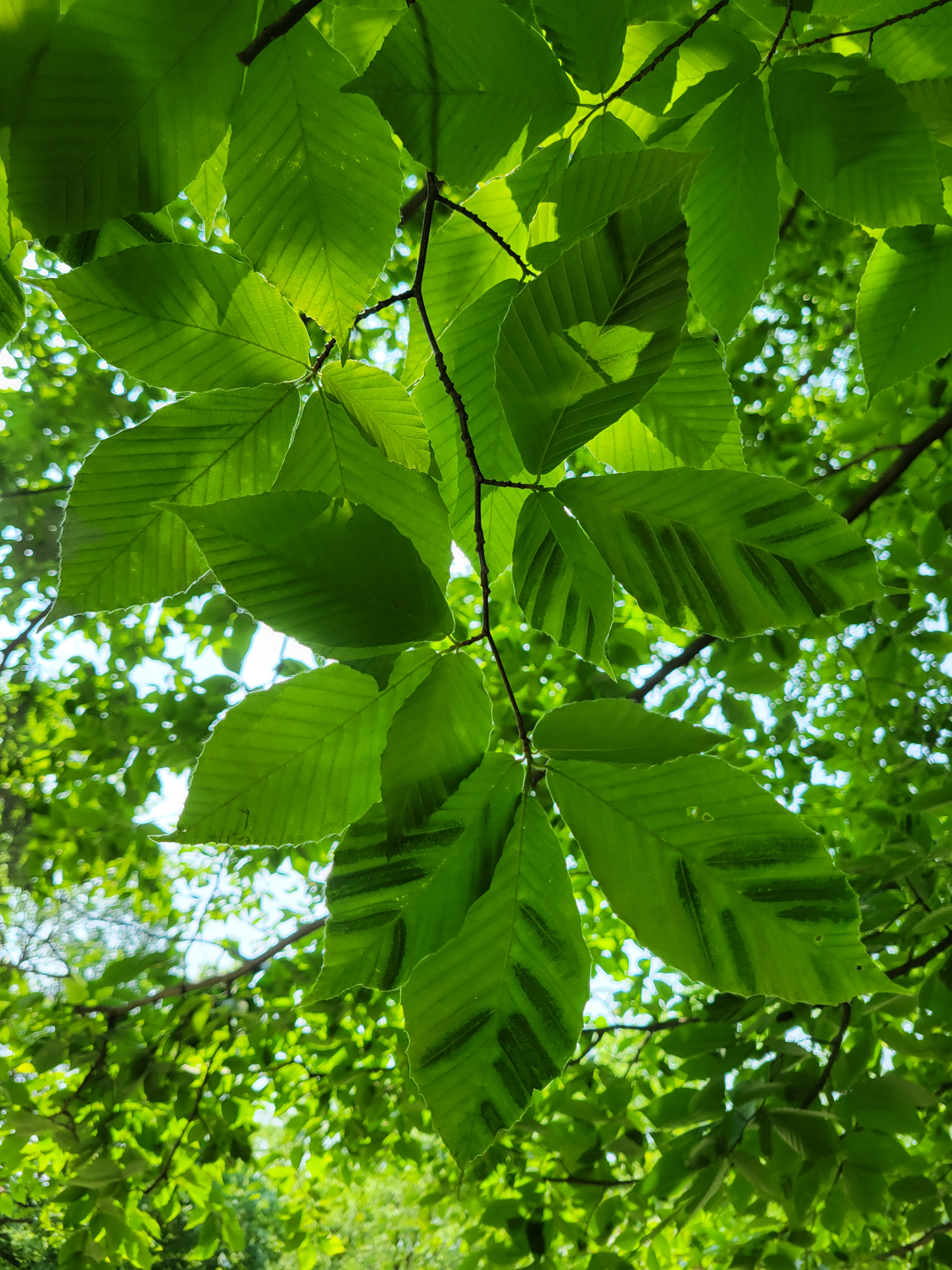 beech leaves with dark banding that indicates beech leaf disease (BLD) - Burkholder PHC