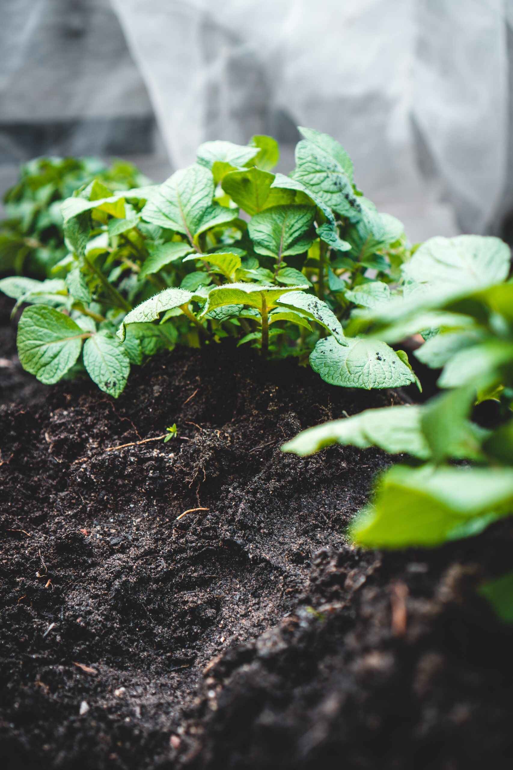 plants growing in dark soil | soil amendment | Burkholder  PHC