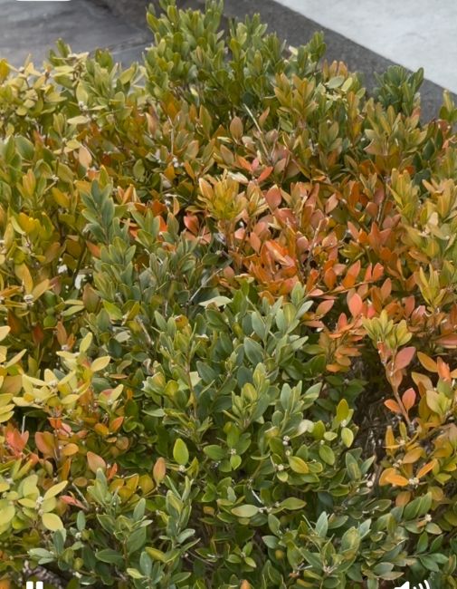 Winter injury to boxwoods - Burkholder PHC