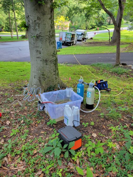 one of the 2025 plant health concerns Burkholder has treated in the first half of this year