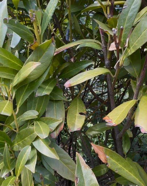 Winter injury to boxwoods - Burkholder PHC