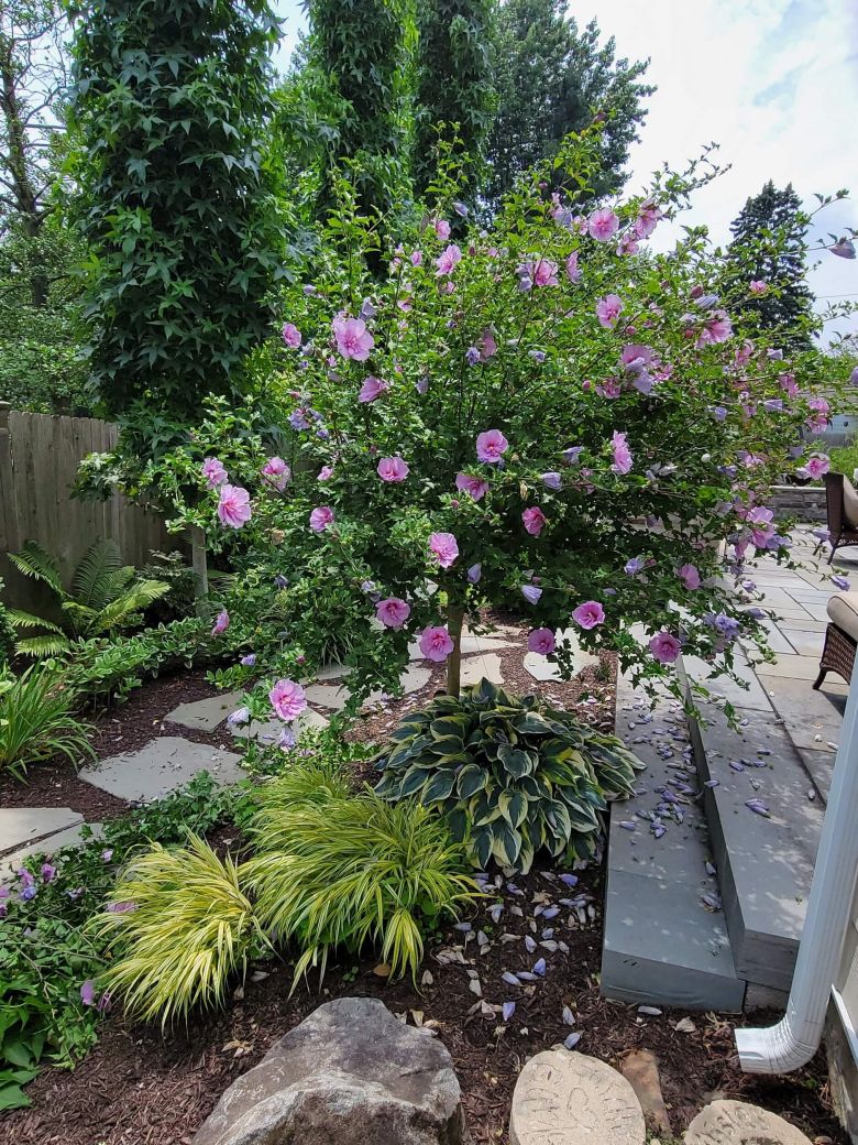 Rose of Sharon Guying After | Burkholder PHC tree and shrub pruning