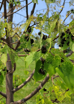 Japanese beetle damage is one of the plant health concerns Burkholder PHC has been treating for the first half of 2025.