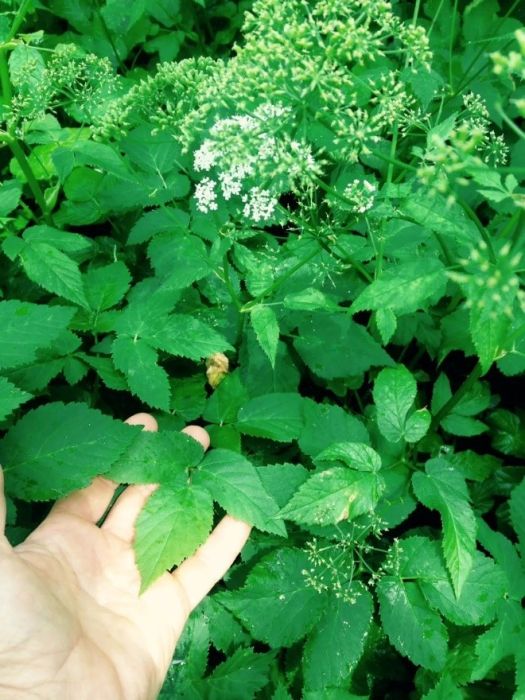 Ground elder - weed management in ornamental landscapes - Burkholder PHC