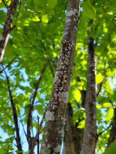Tree with European elm scale - Tree inspection by Burkholder PHC