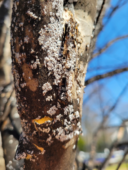Section of Tree with Crape Myrtle bark scale | Burkholder PHC