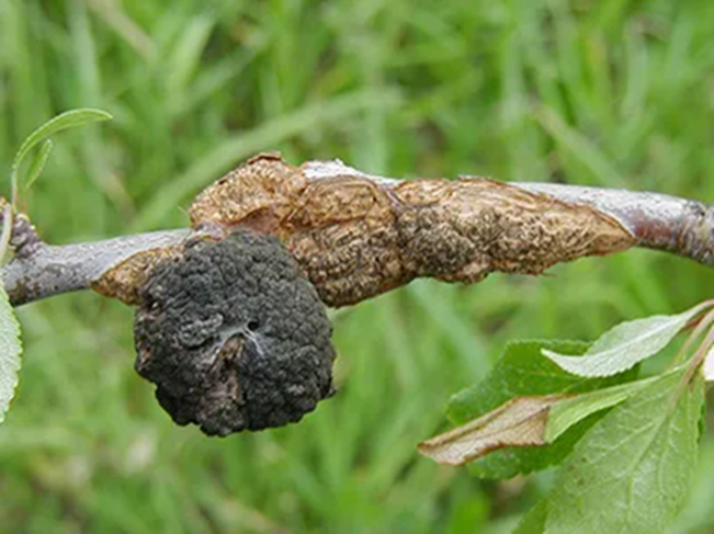 Black Knot of Stone Fruit on branch - Burkholder PHC