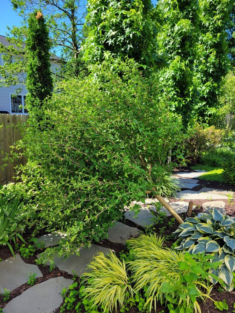 Rose of Sharon Guying Before| Burkholder PHC tree and shrub pruning