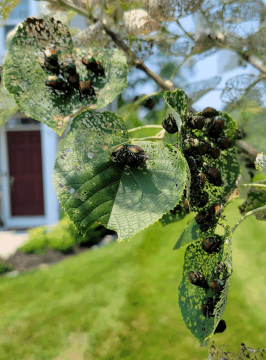 Japanese beetle damage is one of the plant health concerns Burkholder PHC has been treating for the first half of 2025.
