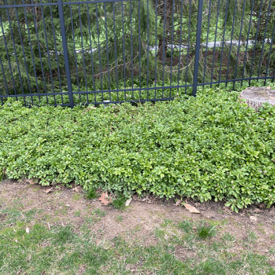 pachysandra patch - Burkholder Plant Health Care Plant Health Care Year in Review