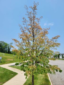 Japanese Beetles are one of the 2025 plant health concerns Burkholder has treated in the first half of this year