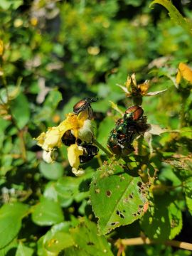 Japanese Beetles are one of the 2025 plant health concerns Burkholder has treated in the first half of this year