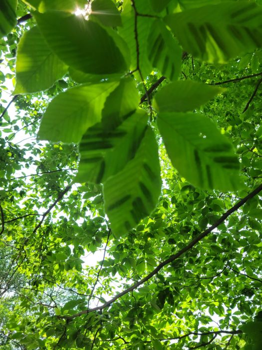 one of the 2025 plant health concerns Burkholder has treated in the first half of this year