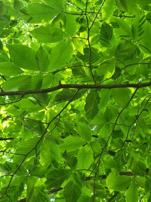 Beech leaf disease - Main Line Plant Health Problems