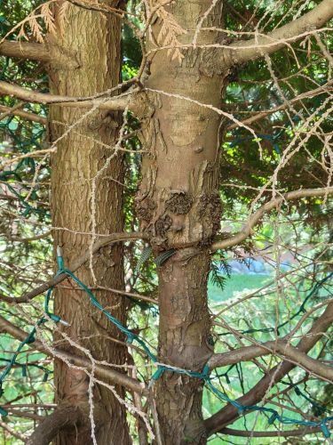 Trunk of Arborvitae with dieback and discoloration from girdling roots - Burkholder PHC