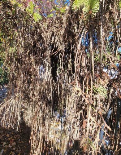 Tree dying from girdling roots - Burkholder PHC
