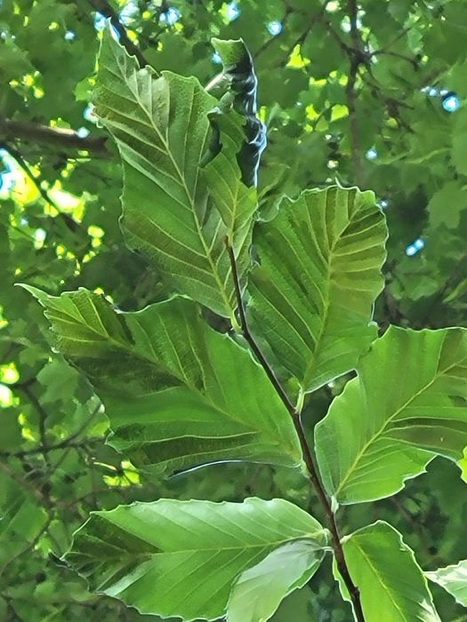 one of the 2025 plant health concerns Burkholder has treated in the first half of this year