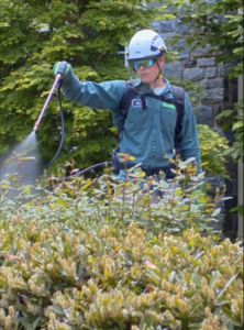Arborist with face protection spraying plants- FAQs about common invasive weeds - Burkholder PHC