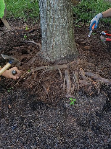 tree specialist working with tree roots - tree inspection by Burkholder PHC