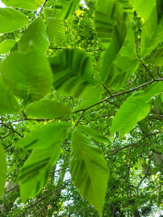 one of the 2025 plant health concerns Burkholder has treated in the first half of this year